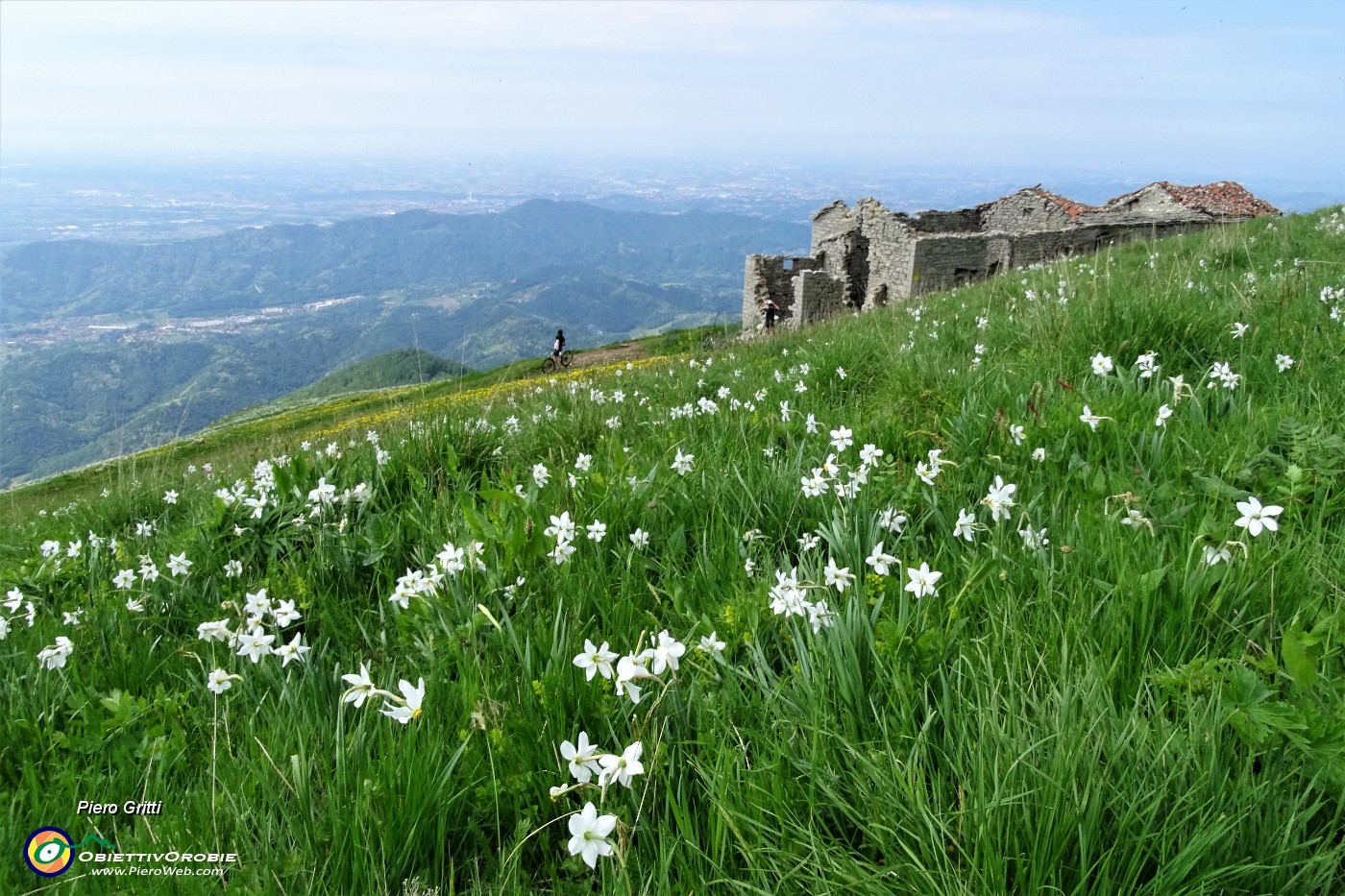 62 Contrasto...narcisi in fiore, costruzioni in rudere.JPG